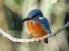 Common kingfisher, Khao Yai NP, Thailand 12-2022 #_1095 v2.jpg