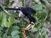 Oriental pied hornbill, Khao Yai NP, Thailand 12-2022 #_0034 v2.jpg