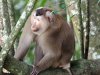 Pig-tailed macaque, Khao Yai NP, Thailand 12-2022 #_1400 v2.jpg