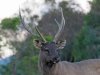 Sambar deer, Khao Yai NP, Thailand 12-2022 #_0915 v2.jpg