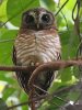 African wood owl, Pirang Bonto Forest, The Gambia 2-2023 #_0119 v2.jpg