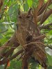 Greyish eagle owl, Farasutu forest, The Gambia 2-2023 #_0262 v2.jpg