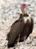 Hooded vulture, Mandina Lodge, The Gambia 2-2023 #_0863 v2.jpg