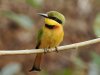 Little bee-eater, Mandina Lodge, The Gambia 2-2023 #_0749 v2.jpg