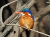 Malachite kingfisher, Mandina Lodge, The Gambia 2-2023 #_0619 v2.jpg