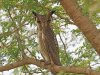 Northern white-faced owl, Farasutu forest, The Gambia 2-2023 #_0095 v2.jpg
