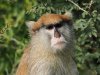 Patas monkey, Kotu area, The Gambia 2-2023 #_0023 v2.jpg