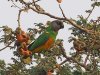 Senegal parrot, Mandina Lodge, The Gambia 2-2023 #_0790 v2.jpg