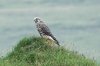 Gyr falcon, Laugarbakki to Suðureyri, Iceland 8-2021 #_0062 v9.jpg