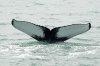 Humpback whale, Husavik, Iceland 8-2021 #_0479 v9.jpg