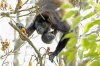 Mantled howler monkey, Osa Peninsular, Costa Rica 2-2022 #_0037 v4.jpg