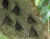 Sack-winged bat, La Selva Biological Station, Sarapiqui, Costa Rica 2-2022 #_0099 v4.jpg